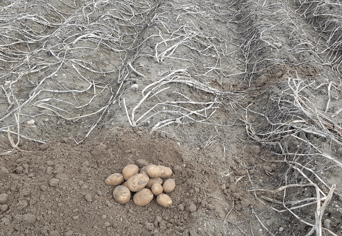 08.10.2020</br>Innovator